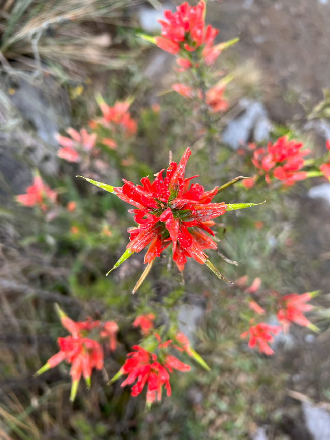 Castilleja fissifolia, Termales del Ruiz, Colombia Quick smartphone snap. Castilleja fissifolia,Colombia,Colombia 2022,Fall,Geotagged,Páramo,South America,Termales del Ruiz,World