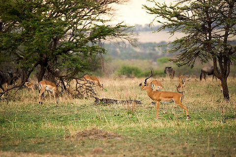 Male Impala guarding the harem, Serengeti North  Aepyceros melampus,Africa,Impala,Serengeti National Park,Serengeti North,Serengeti area,Tanzania