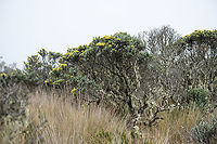 Monticalia vernicosa, Termales del Ruiz, Colombia Endemic to Colombia, described as occurring > 3,500m altitude. An older name is vernicosa pentacalia, with common names black rosemary and wasteland rosemary. There's surprisingly few photos of live specimens online, given how large and locally common it is.<br />
https://www.jungledragon.com/image/148962/monticalia_vernicosa_-_stem_and_leafs_termales_del_ruiz_colombia.html<br />
https://www.jungledragon.com/image/148963/monticalia_vernicosa_-_flowers_termales_del_ruiz_colombia.html Colombia,Colombia 2022,Fall,Geotagged,Monticalia vernicosa,Páramo,South America,Termales del Ruiz,World