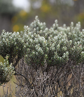 Monticalia vernicosa - stem and leafs, Termales del Ruiz, Colombia Endemic to Colombia, described as occurring > 3,500m altitude. An older name is vernicosa pentacalia, with common names black rosemary and wasteland rosemary. There's surprisingly few photos of live specimens online, given how large and locally common it is.
https://www.jungledragon.com/image/148961/monticalia_vernicosa_termales_del_ruiz_colombia.html
https://www.jungledragon.com/image/148963/monticalia_vernicosa_-_flowers_termales_del_ruiz_colombia.html Colombia,Colombia 2022,Fall,Geotagged,Monticalia vernicosa,Páramo,South America,Termales del Ruiz,World