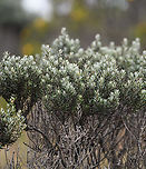 Monticalia vernicosa - stem and leafs, Termales del Ruiz, Colombia Endemic to Colombia, described as occurring > 3,500m altitude. An older name is vernicosa pentacalia, with common names black rosemary and wasteland rosemary. There's surprisingly few photos of live specimens online, given how large and locally common it is.<br />
https://www.jungledragon.com/image/148961/monticalia_vernicosa_termales_del_ruiz_colombia.html<br />
https://www.jungledragon.com/image/148963/monticalia_vernicosa_-_flowers_termales_del_ruiz_colombia.html Colombia,Colombia 2022,Fall,Geotagged,Monticalia vernicosa,Páramo,South America,Termales del Ruiz,World
