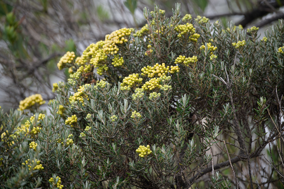 Monticalia vernicosa - flowers, Termales del Ruiz, Colombia Endemic to Colombia, described as occurring > 3,500m altitude. An older name is vernicosa pentacalia, with common names black rosemary and wasteland rosemary. There's surprisingly few photos of live specimens online, given how large and locally common it is.<br />
<figure class="photo"><a href="https://www.jungledragon.com/image/148961/monticalia_vernicosa_termales_del_ruiz_colombia.html" title="Monticalia vernicosa, Termales del Ruiz, Colombia"><img src="https://s3.amazonaws.com/media.jungledragon.com/images/2/148961_thumb.jpg?AWSAccessKeyId=05GMT0V3GWVNE7GGM1R2&Expires=1763596810&Signature=9wCJU8gwxS8FX%2FLNB%2BDFtq3P8WI%3D" width="200" height="134" alt="Monticalia vernicosa, Termales del Ruiz, Colombia Endemic to Colombia, described as occurring > 3,500m altitude. An older name is vernicosa pentacalia, with common names black rosemary and wasteland rosemary. There's surprisingly few photos of live specimens online, given how large and locally common it is.<br />
https://www.jungledragon.com/image/148962/monticalia_vernicosa_-_stem_and_leafs_termales_del_ruiz_colombia.html<br />
https://www.jungledragon.com/image/148963/monticalia_vernicosa_-_flowers_termales_del_ruiz_colombia.html Colombia,Colombia 2022,Fall,Geotagged,Monticalia vernicosa,Páramo,South America,Termales del Ruiz,World" /></a></figure><br />
<figure class="photo"><a href="https://www.jungledragon.com/image/148962/monticalia_vernicosa_-_stem_and_leafs_termales_del_ruiz_colombia.html" title="Monticalia vernicosa - stem and leafs, Termales del Ruiz, Colombia"><img src="https://s3.amazonaws.com/media.jungledragon.com/images/2/148962_thumb.jpg?AWSAccessKeyId=05GMT0V3GWVNE7GGM1R2&Expires=1763596810&Signature=whSlmP%2F2fKYh%2BW%2BvXogOVAYnIsA%3D" width="132" height="152" alt="Monticalia vernicosa - stem and leafs, Termales del Ruiz, Colombia Endemic to Colombia, described as occurring > 3,500m altitude. An older name is vernicosa pentacalia, with common names black rosemary and wasteland rosemary. There's surprisingly few photos of live specimens online, given how large and locally common it is.<br />
https://www.jungledragon.com/image/148961/monticalia_vernicosa_termales_del_ruiz_colombia.html<br />
https://www.jungledragon.com/image/148963/monticalia_vernicosa_-_flowers_termales_del_ruiz_colombia.html Colombia,Colombia 2022,Fall,Geotagged,Monticalia vernicosa,Páramo,South America,Termales del Ruiz,World" /></a></figure> Colombia,Colombia 2022,Fall,Geotagged,Monticalia vernicosa,Páramo,South America,Termales del Ruiz,World