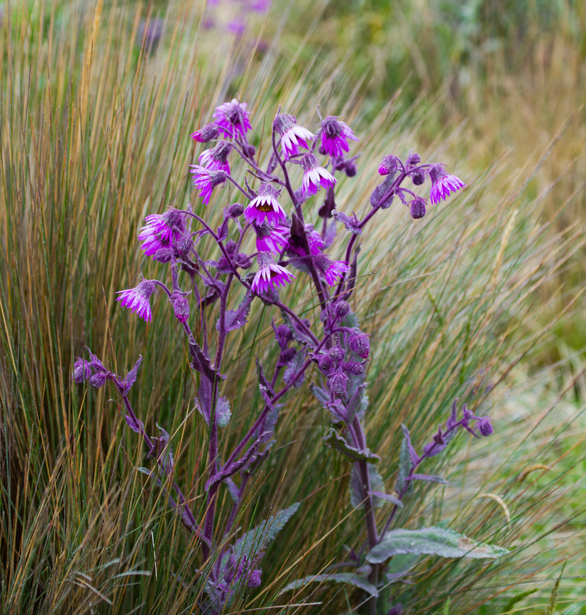 Senecio formosus, Termales del Ruiz, Colombia An absolutely bizarre plant that is intensely purple from stem to leaf to flower. These are photos from two separate observations.<br />
<figure class="photo"><a href="https://www.jungledragon.com/image/148967/senecio_formosus_-_leafs_and_flowers_termales_del_ruiz_colombia.html" title="Senecio formosus - leafs and flowers, Termales del Ruiz, Colombia"><img src="https://s3.amazonaws.com/media.jungledragon.com/images/2/148967_thumb.jpg?AWSAccessKeyId=05GMT0V3GWVNE7GGM1R2&Expires=1759968010&Signature=mvAkz%2B%2FZ7cfm2nivo4svBrkg2RM%3D" width="200" height="182" alt="Senecio formosus - leafs and flowers, Termales del Ruiz, Colombia An absolutely bizarre plant that is intensely purple from stem to leaf to flower. These are photos from two separate observations.<br />
https://www.jungledragon.com/image/148966/senecio_formosus_termales_del_ruiz_colombia.html<br />
https://www.jungledragon.com/image/148965/senecio_formosus_-_flowers_termales_del_ruiz_colombia.html<br />
 Colombia,Colombia 2022,Fall,Geotagged,P&aacute;ramo,Senecio formosus,South America,Termales del Ruiz,World" /></a></figure><br />
<figure class="photo"><a href="https://www.jungledragon.com/image/148965/senecio_formosus_-_flowers_termales_del_ruiz_colombia.html" title="Senecio formosus - flowers, Termales del Ruiz, Colombia"><img src="https://s3.amazonaws.com/media.jungledragon.com/images/2/148965_thumb.jpg?AWSAccessKeyId=05GMT0V3GWVNE7GGM1R2&Expires=1759968010&Signature=d0j2nWtIvuu0HexzwGubdYvTcEQ%3D" width="144" height="152" alt="Senecio formosus - flowers, Termales del Ruiz, Colombia An absolutely bizarre plant that is intensely purple from stem to leaf to flower. These are photos from two separate observations.<br />
https://www.jungledragon.com/image/148966/senecio_formosus_termales_del_ruiz_colombia.html<br />
https://www.jungledragon.com/image/148967/senecio_formosus_-_leafs_and_flowers_termales_del_ruiz_colombia.html Colombia,Colombia 2022,Fall,Geotagged,P&aacute;ramo,Senecio formosus,South America,Termales del Ruiz,World" /></a></figure><br />
 Colombia,Colombia 2022,Fall,Geotagged,Páramo,Senecio formosus,South America,Termales del Ruiz,World