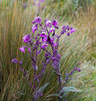 Senecio formosus, Termales del Ruiz, Colombia An absolutely bizarre plant that is intensely purple from stem to leaf to flower. These are photos from two separate observations.
https://www.jungledragon.com/image/148967/senecio_formosus_-_leafs_and_flowers_termales_del_ruiz_colombia.html
https://www.jungledragon.com/image/148965/senecio_formosus_-_flowers_termales_del_ruiz_colombia.html
 Colombia,Colombia 2022,Fall,Geotagged,Páramo,Senecio formosus,South America,Termales del Ruiz,World