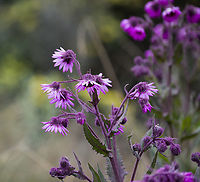 Senecio formosus - leafs and flowers, Termales del Ruiz, Colombia An absolutely bizarre plant that is intensely purple from stem to leaf to flower. These are photos from two separate observations.<br />
https://www.jungledragon.com/image/148966/senecio_formosus_termales_del_ruiz_colombia.html<br />
https://www.jungledragon.com/image/148965/senecio_formosus_-_flowers_termales_del_ruiz_colombia.html<br />
 Colombia,Colombia 2022,Fall,Geotagged,P&aacute;ramo,Senecio formosus,South America,Termales del Ruiz,World