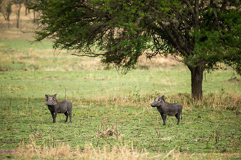 Pair of Warthogs near Acacia tree, Serengeti North  Africa,Phacochoerus africanus,Serengeti National Park,Serengeti North,Serengeti area,Tanzania,Warthog
