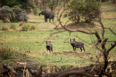 Pair of Warthogs, Serengeti North Where else can you accidentally also photograph an elephant? Only in the Serengeti. Africa,Phacochoerus africanus,Serengeti National Park,Serengeti North,Serengeti area,Tanzania,Warthog
