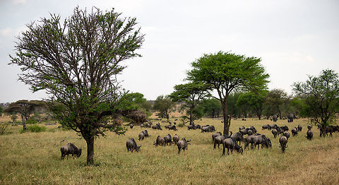 Wildebeests migrating through bush area, Serengeti North  Africa,Blue wildebeest,Connochaetes taurinus,Serengeti National Park,Serengeti North,Serengeti area,Tanzania
