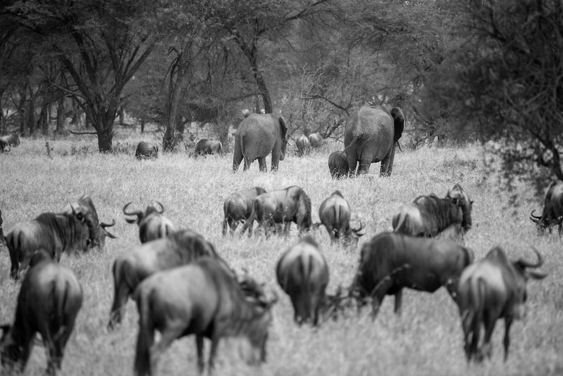 Wildebeests and elephants grazing in Serengeti North (B&W)  Africa,African bush elephant,Loxodonta africana,Serengeti National Park,Serengeti North,Serengeti area,Tanzania