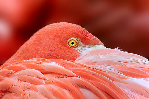 Flamingo at sleep Uploaded with permission of @Wendy de Kok American Flamingo,Aves,Birds,Closeup,Flamingo,Phoenicopterus ruber