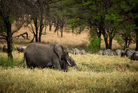 African Elephants (old and young), Zebras and Wildebeests Recently, my mother-in-law shared a story of how she spotted a wild fox over here in the Netherlands, close to the road. Such a story is received with excitement and awe: you actually saw a wild animal??? Like, in our country?

Imagine the contrast we perceived when visiting the Serengeti. Where there are hundreds of large, wild animals around every corner. So many, that you can't even take a landscape shot without also capturing several animals. It has impressed us deeply. Africa,African bush elephant,Loxodonta africana,Serengeti National Park,Serengeti North,Serengeti area,Tanzania