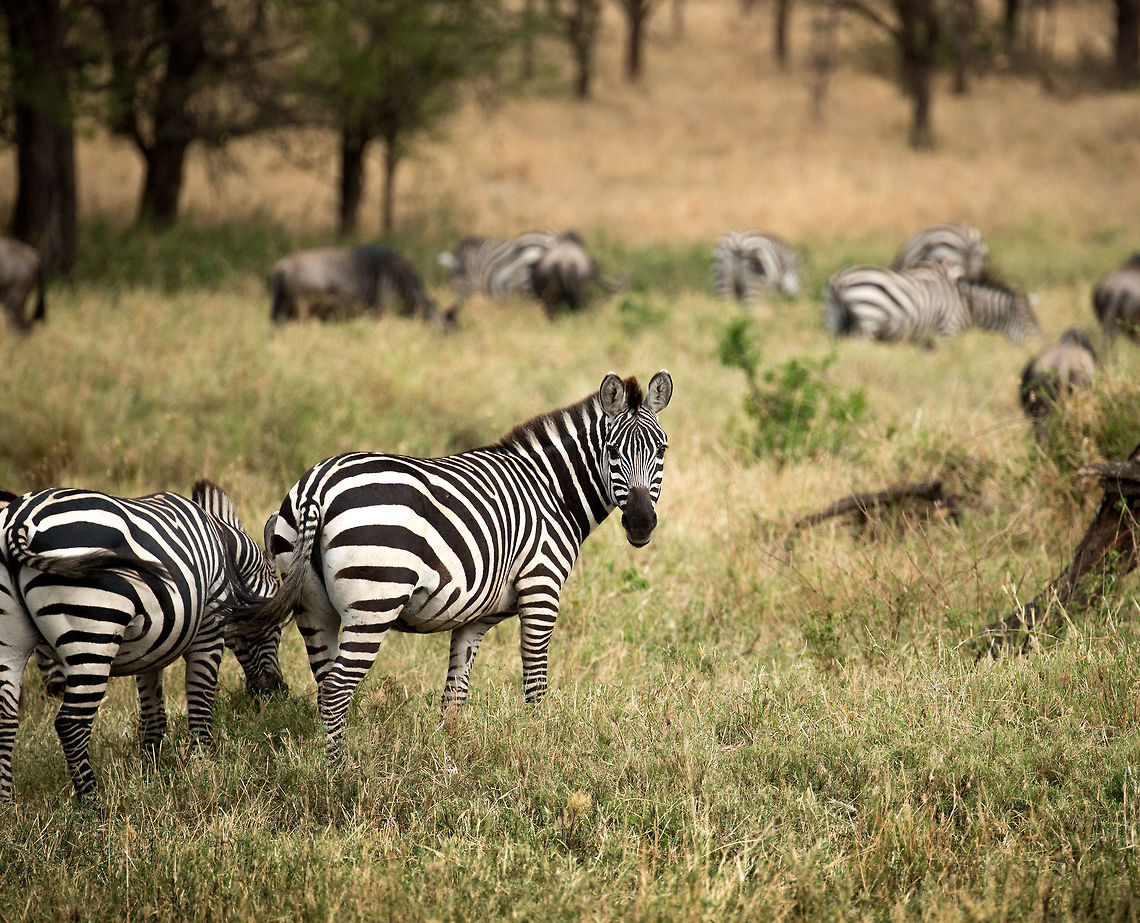 Zebras migrating through bushes, Serengeti North  Africa,Equus quagga,Plains zebra,Serengeti National Park,Serengeti North,Serengeti area,Tanzania