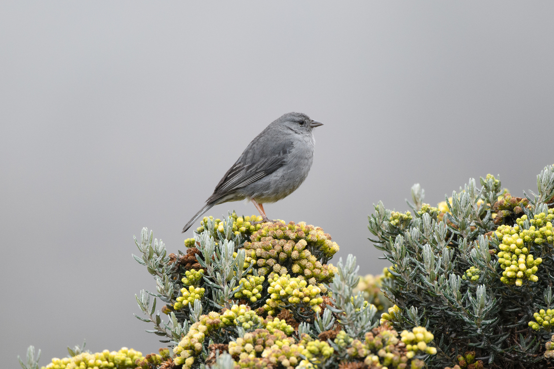 Plumbeous sierra finch - closeup, Termales del Ruiz, Colombia <figure class="photo"><a href="https://www.jungledragon.com/image/149050/plumbeous_sierra_finch_termales_del_ruiz_colombia.html" title="Plumbeous sierra finch, Termales del Ruiz, Colombia"><img src="https://s3.amazonaws.com/media.jungledragon.com/images/2/149050_thumb.jpg?AWSAccessKeyId=05GMT0V3GWVNE7GGM1R2&Expires=1759968010&Signature=NBLkf%2BgGikwLhtButuXNGDld3hU%3D" width="200" height="134" alt="Plumbeous sierra finch, Termales del Ruiz, Colombia https://www.jungledragon.com/image/149049/plumbeous_sierra_finch_-_closeup_termales_del_ruiz_colombia.html<br />
Perched on Monticalia vernicosa:<br />
<br />
https://www.jungledragon.com/image/148963/monticalia_vernicosa_-_flowers_termales_del_ruiz_colombia.html Colombia,Colombia 2022,Fall,Geotagged,Phrygilus unicolor,Plumbeous sierra finch,South America,Termales del Ruiz,World" /></a></figure><br />
Perched on Monticalia vernicosa:<br />
<br />
<figure class="photo"><a href="https://www.jungledragon.com/image/148963/monticalia_vernicosa_-_flowers_termales_del_ruiz_colombia.html" title="Monticalia vernicosa - flowers, Termales del Ruiz, Colombia"><img src="https://s3.amazonaws.com/media.jungledragon.com/images/2/148963_thumb.jpg?AWSAccessKeyId=05GMT0V3GWVNE7GGM1R2&Expires=1759968010&Signature=Iqwhn0eLH1do6qp20nWCdx6Eie8%3D" width="200" height="134" alt="Monticalia vernicosa - flowers, Termales del Ruiz, Colombia Endemic to Colombia, described as occurring &gt; 3,500m altitude. An older name is vernicosa pentacalia, with common names black rosemary and wasteland rosemary. There&#039;s surprisingly few photos of live specimens online, given how large and locally common it is.<br />
https://www.jungledragon.com/image/148961/monticalia_vernicosa_termales_del_ruiz_colombia.html<br />
https://www.jungledragon.com/image/148962/monticalia_vernicosa_-_stem_and_leafs_termales_del_ruiz_colombia.html Colombia,Colombia 2022,Fall,Geotagged,Monticalia vernicosa,P&aacute;ramo,South America,Termales del Ruiz,World" /></a></figure> Colombia,Colombia 2022,Fall,Geotagged,Phrygilus unicolor,Plumbeous sierra finch,Páramo,South America,Termales del Ruiz,World