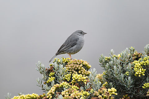 Plumbeous sierra finch - closeup, Termales del Ruiz, Colombia https://www.jungledragon.com/image/149050/plumbeous_sierra_finch_termales_del_ruiz_colombia.html
Perched on Monticalia vernicosa:

https://www.jungledragon.com/image/148963/monticalia_vernicosa_-_flowers_termales_del_ruiz_colombia.html Colombia,Colombia 2022,Fall,Geotagged,Phrygilus unicolor,Plumbeous sierra finch,P&aacute;ramo,South America,Termales del Ruiz,World