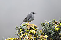 Plumbeous sierra finch - closeup, Termales del Ruiz, Colombia https://www.jungledragon.com/image/149050/plumbeous_sierra_finch_termales_del_ruiz_colombia.html<br />
Perched on Monticalia vernicosa:<br />
<br />
https://www.jungledragon.com/image/148963/monticalia_vernicosa_-_flowers_termales_del_ruiz_colombia.html Colombia,Colombia 2022,Fall,Geotagged,Phrygilus unicolor,Plumbeous sierra finch,Páramo,South America,Termales del Ruiz,World