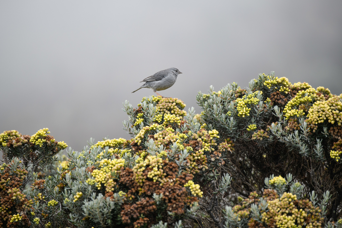 Plumbeous sierra finch, Termales del Ruiz, Colombia <figure class="photo"><a href="https://www.jungledragon.com/image/149049/plumbeous_sierra_finch_-_closeup_termales_del_ruiz_colombia.html" title="Plumbeous sierra finch - closeup, Termales del Ruiz, Colombia"><img src="https://s3.amazonaws.com/media.jungledragon.com/images/2/149049_thumb.jpg?AWSAccessKeyId=05GMT0V3GWVNE7GGM1R2&Expires=1759968010&Signature=kIEa5uF1vUQULjHWYTKQZjn84tk%3D" width="200" height="134" alt="Plumbeous sierra finch - closeup, Termales del Ruiz, Colombia https://www.jungledragon.com/image/149050/plumbeous_sierra_finch_termales_del_ruiz_colombia.html<br />
Perched on Monticalia vernicosa:<br />
<br />
https://www.jungledragon.com/image/148963/monticalia_vernicosa_-_flowers_termales_del_ruiz_colombia.html Colombia,Colombia 2022,Fall,Geotagged,Phrygilus unicolor,Plumbeous sierra finch,P&aacute;ramo,South America,Termales del Ruiz,World" /></a></figure><br />
Perched on Monticalia vernicosa:<br />
<br />
<figure class="photo"><a href="https://www.jungledragon.com/image/148963/monticalia_vernicosa_-_flowers_termales_del_ruiz_colombia.html" title="Monticalia vernicosa - flowers, Termales del Ruiz, Colombia"><img src="https://s3.amazonaws.com/media.jungledragon.com/images/2/148963_thumb.jpg?AWSAccessKeyId=05GMT0V3GWVNE7GGM1R2&Expires=1759968010&Signature=Iqwhn0eLH1do6qp20nWCdx6Eie8%3D" width="200" height="134" alt="Monticalia vernicosa - flowers, Termales del Ruiz, Colombia Endemic to Colombia, described as occurring &gt; 3,500m altitude. An older name is vernicosa pentacalia, with common names black rosemary and wasteland rosemary. There&#039;s surprisingly few photos of live specimens online, given how large and locally common it is.<br />
https://www.jungledragon.com/image/148961/monticalia_vernicosa_termales_del_ruiz_colombia.html<br />
https://www.jungledragon.com/image/148962/monticalia_vernicosa_-_stem_and_leafs_termales_del_ruiz_colombia.html Colombia,Colombia 2022,Fall,Geotagged,Monticalia vernicosa,P&aacute;ramo,South America,Termales del Ruiz,World" /></a></figure> Colombia,Colombia 2022,Fall,Geotagged,Phrygilus unicolor,Plumbeous sierra finch,South America,Termales del Ruiz,World