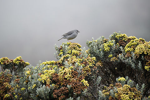 Plumbeous sierra finch, Termales del Ruiz, Colombia https://www.jungledragon.com/image/149049/plumbeous_sierra_finch_-_closeup_termales_del_ruiz_colombia.html
Perched on Monticalia vernicosa:

https://www.jungledragon.com/image/148963/monticalia_vernicosa_-_flowers_termales_del_ruiz_colombia.html Colombia,Colombia 2022,Fall,Geotagged,Phrygilus unicolor,Plumbeous sierra finch,South America,Termales del Ruiz,World