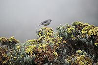 Plumbeous sierra finch, Termales del Ruiz, Colombia https://www.jungledragon.com/image/149049/plumbeous_sierra_finch_-_closeup_termales_del_ruiz_colombia.html<br />
Perched on Monticalia vernicosa:<br />
<br />
https://www.jungledragon.com/image/148963/monticalia_vernicosa_-_flowers_termales_del_ruiz_colombia.html Colombia,Colombia 2022,Fall,Geotagged,Phrygilus unicolor,Plumbeous sierra finch,South America,Termales del Ruiz,World