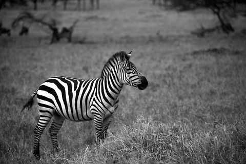 Plains Zebra, North Serengeti (B&W)  Africa,Equus quagga,Plains zebra,Serengeti National Park,Serengeti North,Serengeti area,Tanzania