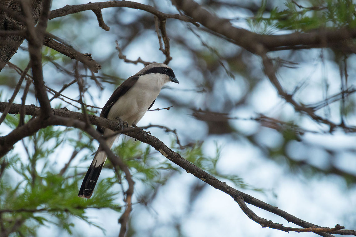 Grey-backed fiscal, North Serengeti  Africa,Grey-backed fiscal,Lanius excubitoroides,Serengeti National Park,Serengeti North,Serengeti area,Tanzania