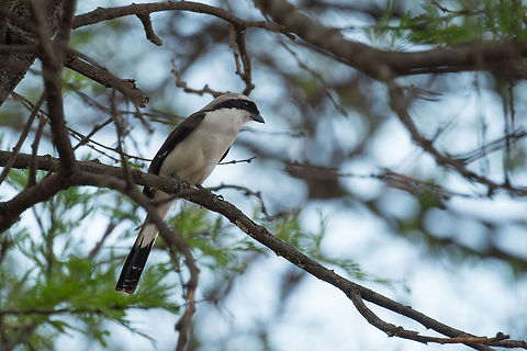 Grey-backed fiscal, North Serengeti Africa,Grey-backed fiscal,Lanius excubitoroides,Serengeti National Park,Serengeti North,Serengeti area,Tanzania
