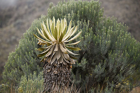 Espeletia hartwegiana, Termales del Ruiz, Colombia  Colombia,Colombia 2022,Espeletia hartwegiana,Fall,Geotagged,P&aacute;ramo,South America,Termales del Ruiz,World