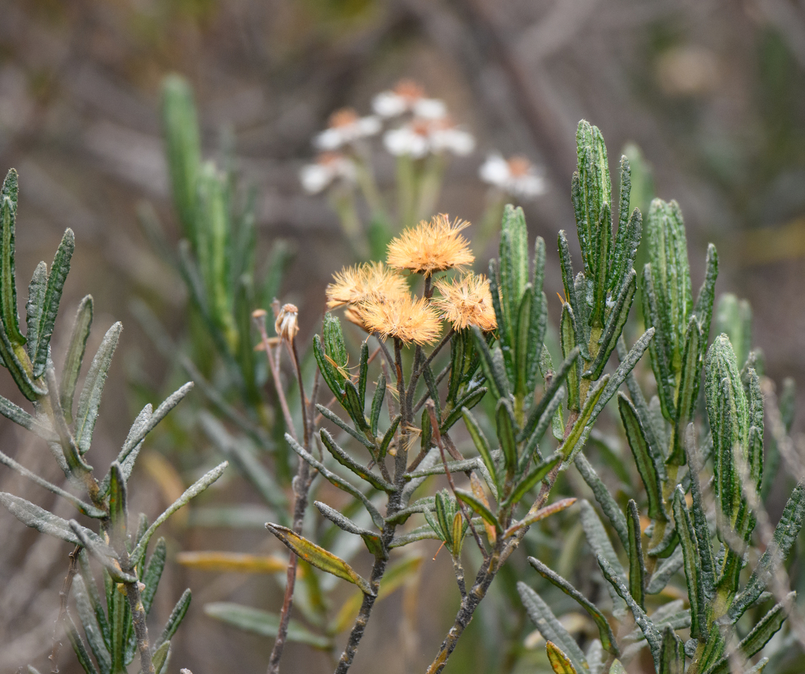 Linochilus rosmarinifolius - open, Termales del Ruiz, Colombia <figure class="photo"><a href="https://www.jungledragon.com/image/149093/linochilus_rosmarinifolius_termales_del_ruiz_colombia.html" title="Linochilus rosmarinifolius, Termales del Ruiz, Colombia"><img src="https://s3.amazonaws.com/media.jungledragon.com/images/2/149093_thumb.jpg?AWSAccessKeyId=05GMT0V3GWVNE7GGM1R2&Expires=1769040010&Signature=%2Bp%2FECX%2FYbo%2BG040NmzKK4OGP9mg%3D" width="134" height="152" alt="Linochilus rosmarinifolius, Termales del Ruiz, Colombia https://www.jungledragon.com/image/149092/orange_pramo_flower_-_open_termales_del_ruiz_colombia.html Andean Rosemary,Colombia,Colombia 2022,Fall,Geotagged,Linochilus rosmarinifolius,P&aacute;ramo,South America,Termales del Ruiz,World" /></a></figure> Andean Rosemary,Colombia,Colombia 2022,Fall,Geotagged,Linochilus rosmarinifolius,P&aacute;ramo,South America,Termales del Ruiz,World