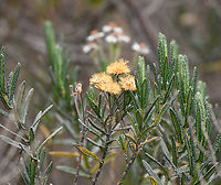 Linochilus rosmarinifolius - open, Termales del Ruiz, Colombia https://www.jungledragon.com/image/149093/orange_pramo_flower_termales_del_ruiz_colombia.html Andean Rosemary,Colombia,Colombia 2022,Fall,Geotagged,Linochilus rosmarinifolius,Páramo,South America,Termales del Ruiz,World