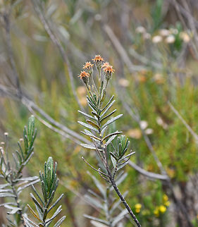 Linochilus rosmarinifolius, Termales del Ruiz, Colombia https://www.jungledragon.com/image/149092/orange_pramo_flower_-_open_termales_del_ruiz_colombia.html Andean Rosemary,Colombia,Colombia 2022,Fall,Geotagged,Linochilus rosmarinifolius,Páramo,South America,Termales del Ruiz,World