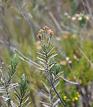 Linochilus rosmarinifolius, Termales del Ruiz, Colombia https://www.jungledragon.com/image/149092/orange_pramo_flower_-_open_termales_del_ruiz_colombia.html Andean Rosemary,Colombia,Colombia 2022,Fall,Geotagged,Linochilus rosmarinifolius,P&aacute;ramo,South America,Termales del Ruiz,World
