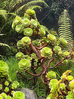 Aeonium arboreum, Termales del Ruiz, Colombia Cultivated. From the botanical of garden of the Termales del Ruiz hotel. Aeonium arboreum,Colombia,Colombia 2022,Fall,Geotagged,Páramo,South America,Termales del Ruiz,Tree Aeonium,World