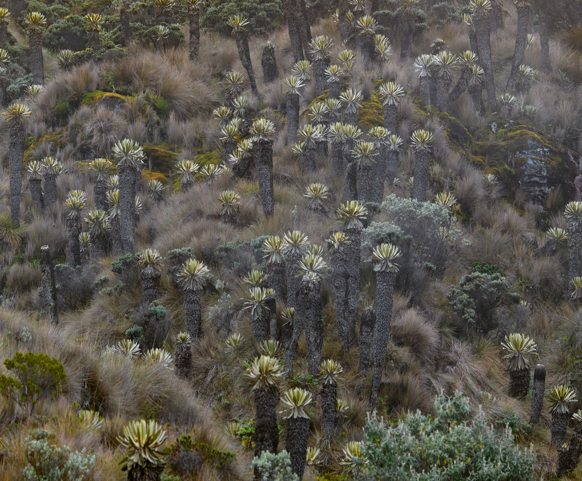 Field of Espeletia hartwegiana, Termales del Ruiz, Colombia  Colombia,Colombia 2022,Espeletia hartwegiana,Fall,Geotagged,Páramo,South America,Termales del Ruiz,World