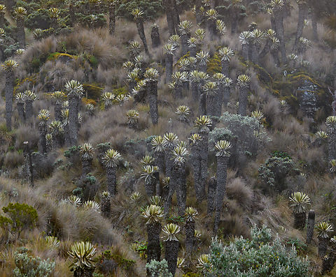 Field of Espeletia hartwegiana, Termales del Ruiz, Colombia  Colombia,Colombia 2022,Espeletia hartwegiana,Fall,Geotagged,P&aacute;ramo,South America,Termales del Ruiz,World