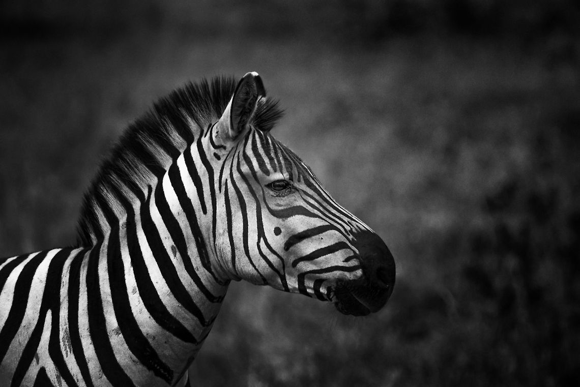 Plains Zebra portrait, North Serengeti  Africa,Equus quagga,Plains zebra,Serengeti National Park,Serengeti North,Serengeti area,Tanzania