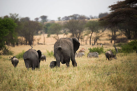 Mothers love, African Elephant protecting little one, North Serengeti  Africa,African bush elephant,Loxodonta africana,Serengeti National Park,Serengeti North,Serengeti area,Tanzania