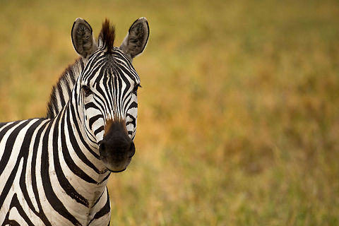Zebra front portrait, North Serengeti  Africa,Equus quagga,Plains zebra,Serengeti National Park,Serengeti North,Serengeti area,Tanzania