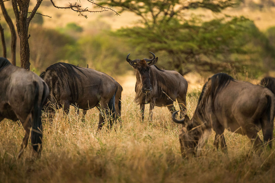 Wildebeests grazing in Northern Serengeti bushes  Africa,Blue wildebeest,Connochaetes taurinus,Serengeti National Park,Serengeti North,Serengeti area,Tanzania