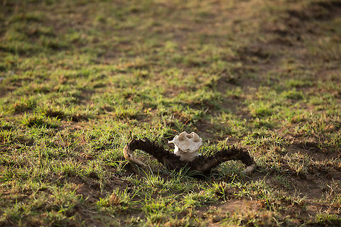 Numbers The Great Migration is one of big numbers, between 1 and 1.6 million Wildebeests migrate every year. Here's an example of one left behind. Africa,Blue wildebeest,Connochaetes taurinus,Serengeti National Park,Serengeti North,Serengeti area,Tanzania