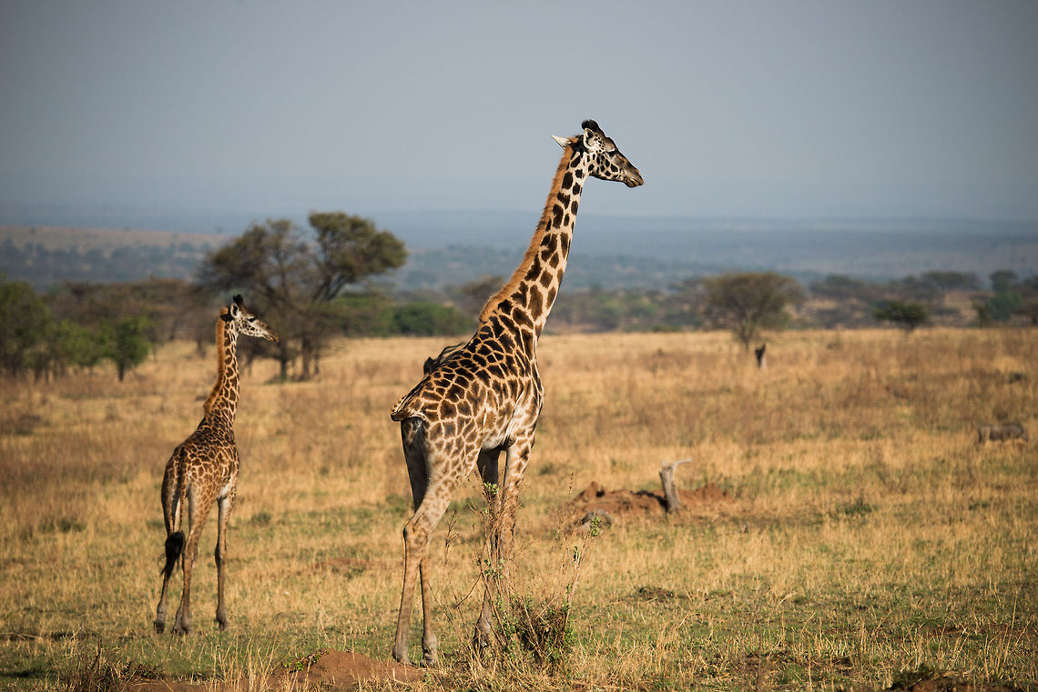 Maasai Giraffe and youngster, Northern Serengeti  Africa,Giraffa camelopardalis tippelskirchi,Maasai Giraffe,Serengeti National Park,Serengeti North,Serengeti area,Tanzania