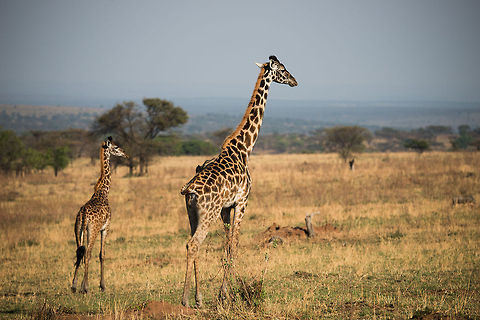 Maasai Giraffe and youngster, Northern Serengeti  Africa,Giraffa camelopardalis tippelskirchi,Maasai Giraffe,Serengeti National Park,Serengeti North,Serengeti area,Tanzania