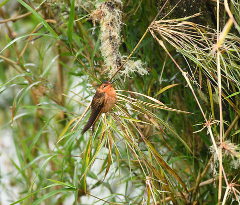 Shining sunbeam, Termales del Ruiz, Colombia Near a feeder in the botanical garden of Termales del Ruiz. Aglaeactis cupripennis,Colombia,Colombia 2022,Fall,Geotagged,Páramo,Shining sunbeam,South America,Termales del Ruiz,World
