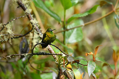 Black-thighed Puffleg, Termales del Ruiz, Colombia Uncommon high altitude hummingbird from the central Andes. This one was photographed near a feeder in the botanical garden of Termales del Ruiz during an ice cold shower. Black-thighed puffleg,Colombia,Colombia 2022,Eriocnemis derbyi,Fall,Geotagged,P&aacute;ramo,South America,Termales del Ruiz,World