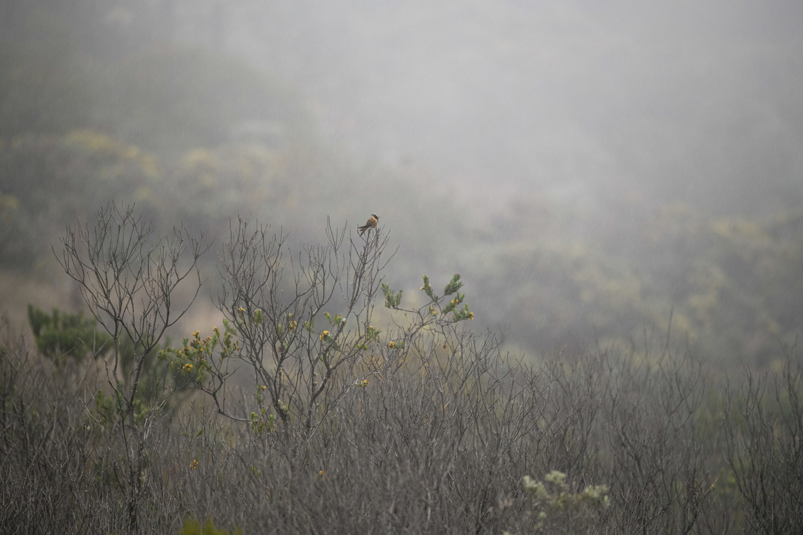 Buffy helmetcrest, Termales del Ruiz, Colombia A mood shot of the main target bird of the area, the Buffy helmetcrest. This is as close as we got on our first try. The next morning we found one sleeping and were able to approach much closer. This one was found some 7km outside of our main stay (Termales del Ruiz) at about 4,000m altitude. Buffy helmetcrest,Colombia,Colombia 2022,Fall,Geotagged,Oxypogon stuebelii,Páramo,South America,Termales del Ruiz,World