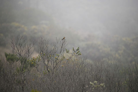 Buffy helmetcrest, Termales del Ruiz, Colombia A mood shot of the main target bird of the area, the Buffy helmetcrest. This is as close as we got on our first try. The next morning we found one sleeping and were able to approach much closer. This one was found some 7km outside of our main stay (Termales del Ruiz) at about 4,000m altitude. Buffy helmetcrest,Colombia,Colombia 2022,Fall,Geotagged,Oxypogon stuebelii,Páramo,South America,Termales del Ruiz,World