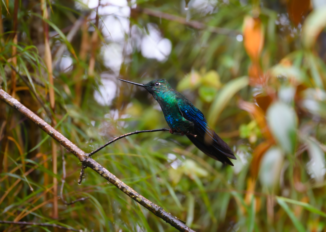 Great sapphirewing - male, Termales del Ruiz, Colombia Near a feeder. Female:<br />
<figure class="photo"><a href="https://www.jungledragon.com/image/149164/great_sapphirewing_-_female_termales_del_ruiz_colombia.html" title="Great sapphirewing - female, Termales del Ruiz, Colombia"><img src="https://s3.amazonaws.com/media.jungledragon.com/images/2/149164_thumb.jpg?AWSAccessKeyId=05GMT0V3GWVNE7GGM1R2&Expires=1759968010&Signature=ncutfjl4Kiw%2BmNv4p%2Fj4wmZMNsI%3D" width="200" height="184" alt="Great sapphirewing - female, Termales del Ruiz, Colombia Near a feeder. Male:<br />
https://www.jungledragon.com/image/149163/great_sapphirewing_-_male_termales_del_ruiz_colombia.html Colombia,Colombia 2022,Fall,Geotagged,Great sapphirewing,Pterophanes cyanopterus,South America,Termales del Ruiz,World" /></a></figure> Colombia,Colombia 2022,Fall,Geotagged,Great sapphirewing,Pterophanes cyanopterus,Páramo,South America,Termales del Ruiz,World