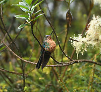 Great sapphirewing - female, Termales del Ruiz, Colombia Near a feeder. Male:<br />
https://www.jungledragon.com/image/149163/great_sapphirewing_-_male_termales_del_ruiz_colombia.html Colombia,Colombia 2022,Fall,Geotagged,Great sapphirewing,Pterophanes cyanopterus,South America,Termales del Ruiz,World