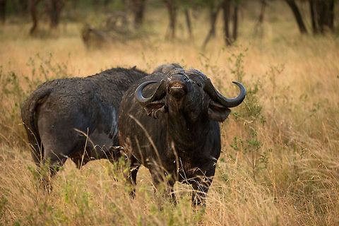 Sneeze you! (African Buffalo, Northern Serengeti) Not sure you want to zoom in on this one :) Africa,African buffalo,Serengeti National Park,Serengeti North,Serengeti area,Syncerus caffer,Tanzania