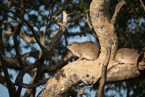 Tree Hyrax enjoying last sun of the day, Northern Serengeti This tree was right next to our lodge. This Hyrax family has found a safe haven around humans. They are funny, active animals. And they're also annoying, as they kept us up at night running over the roof of the lodge. Africa,Dendrohyrax arboreus,Eastern tree hyrax,Serengeti National Park,Serengeti North,Serengeti area,Tanzania