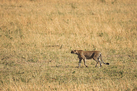 Cheetah scout, Northern Serengeti We noticed a sudden disturbance in the Wildebeest herd, here's the reason why... Acinonyx jubatus,Africa,Cheetah,Serengeti National Park,Serengeti North,Serengeti area,Tanzania