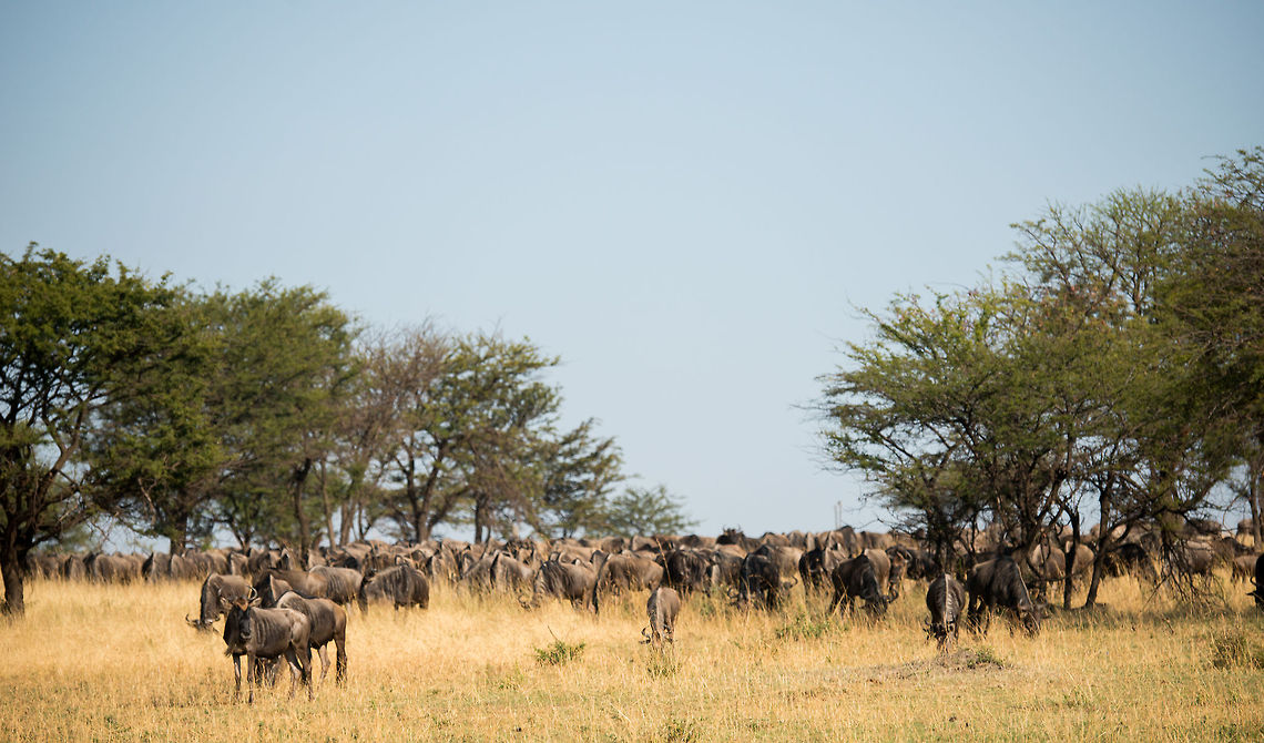 Wildebeest army, Northern Serengeti This scene reminds me of Lord of the Rings, where behind a shallow hill, a mass army arises out of nowhere. Africa,Blue wildebeest,Connochaetes taurinus,Serengeti National Park,Serengeti North,Serengeti area,Tanzania